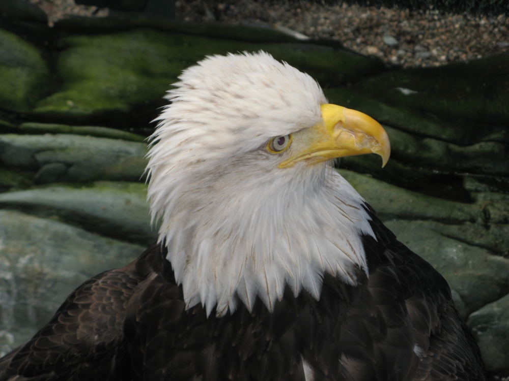 Closeup of Bald Eagle's head