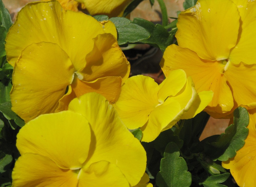 Picture of yellow pansies in full bloom. 