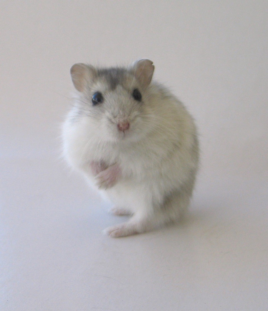 picture of hamster looking at you.