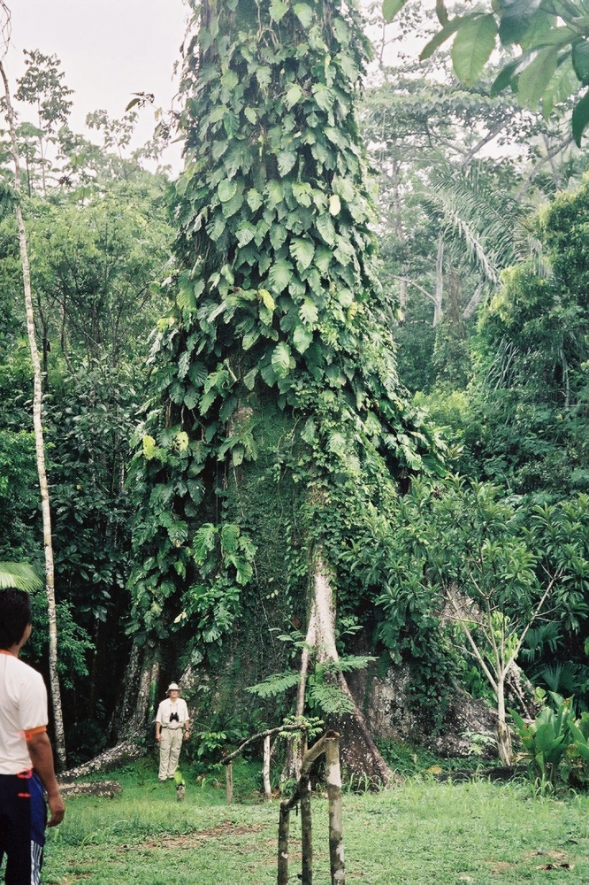 Monty Kester standing beside the buttresses at the base of a large Kapok tree in Amazon rainforest of Peru.