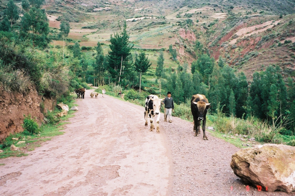 A boy is seen hurting cattle and other animals up a mountain on a rough dirt road in Peru.