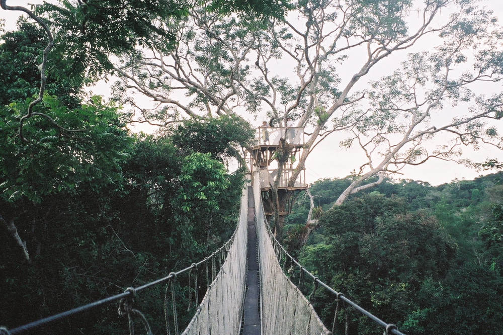 People seen in distance on an ACTS canopy platform at the top of the Amazon rainforest in Peru. 