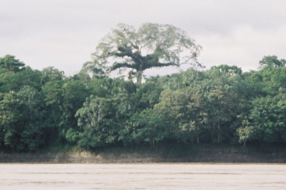 Large Kapok tree standing above rest of rainforest trees with Amazon river seen in foreground.