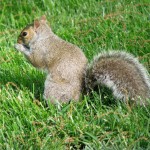 squirrel eating a nut