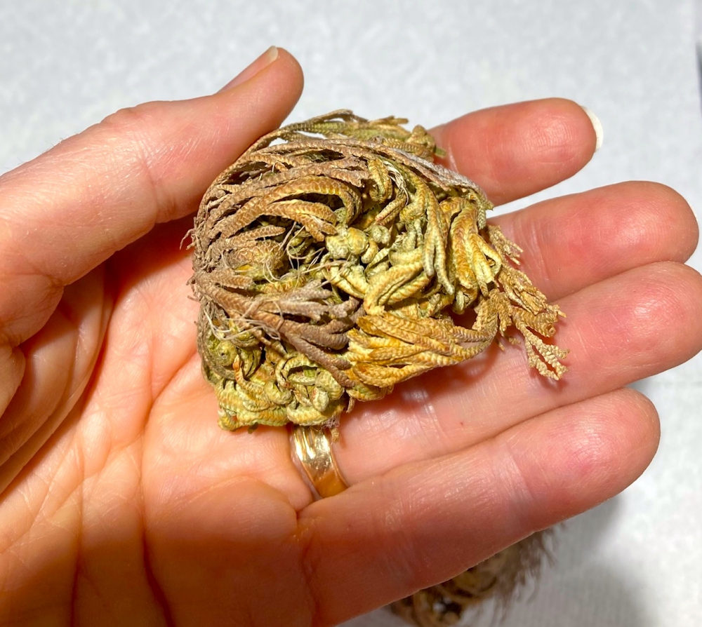 Dried Resurrection Plant in a hand