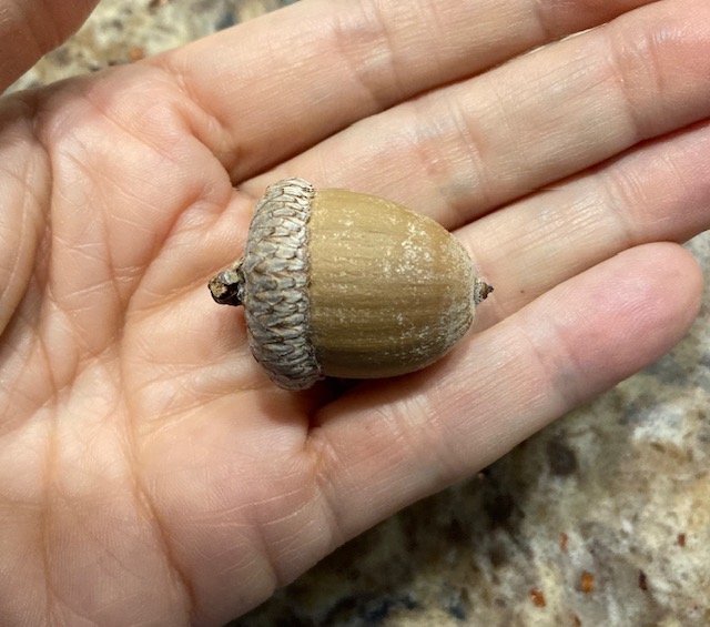 A small acorn in a ladie's hand.