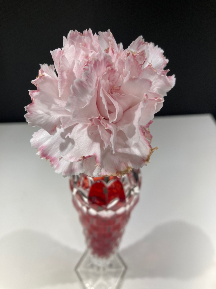 White carnation showing the red coloring it has taken up.