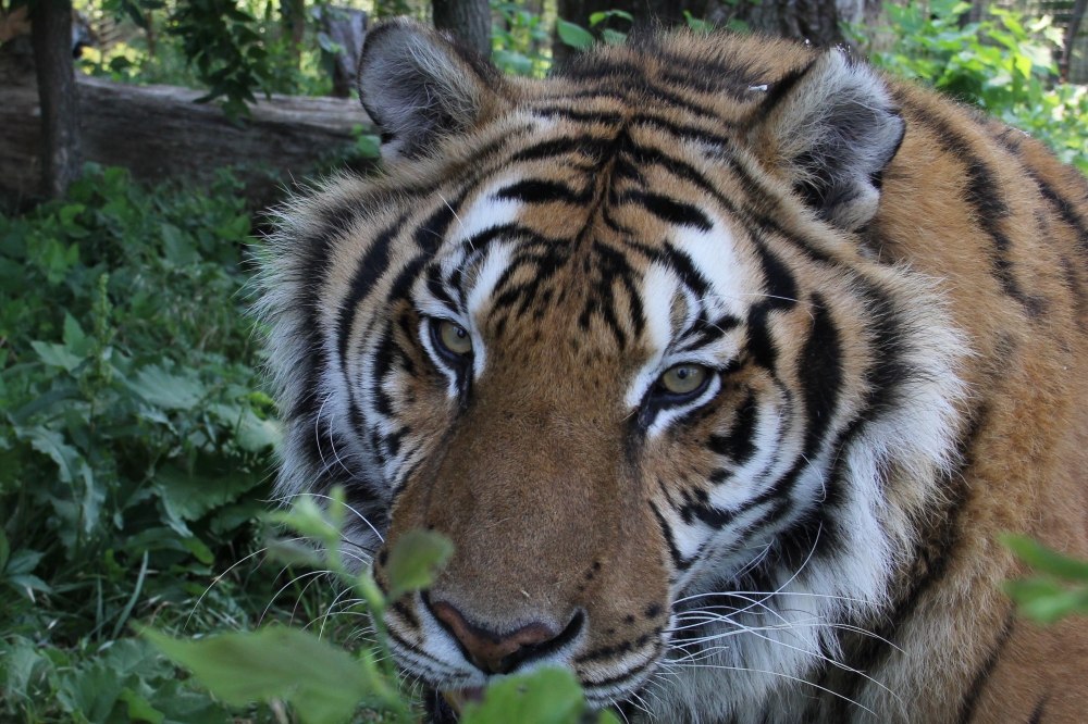 Tiger up close and looking directly at you