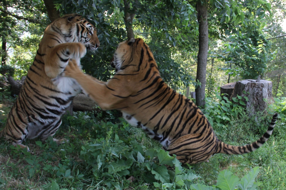 Two adult tigers sparring like boxers.