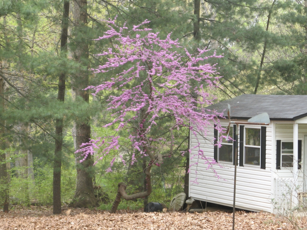 A deformed Forest Pansy Redbud tree in beautiful spring bloom on bare branches.