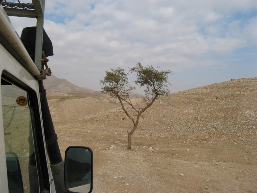 Small solitary tamarisk tree on bare rocky dirt of Judean Desert with part of the photographer's Jeep showing.