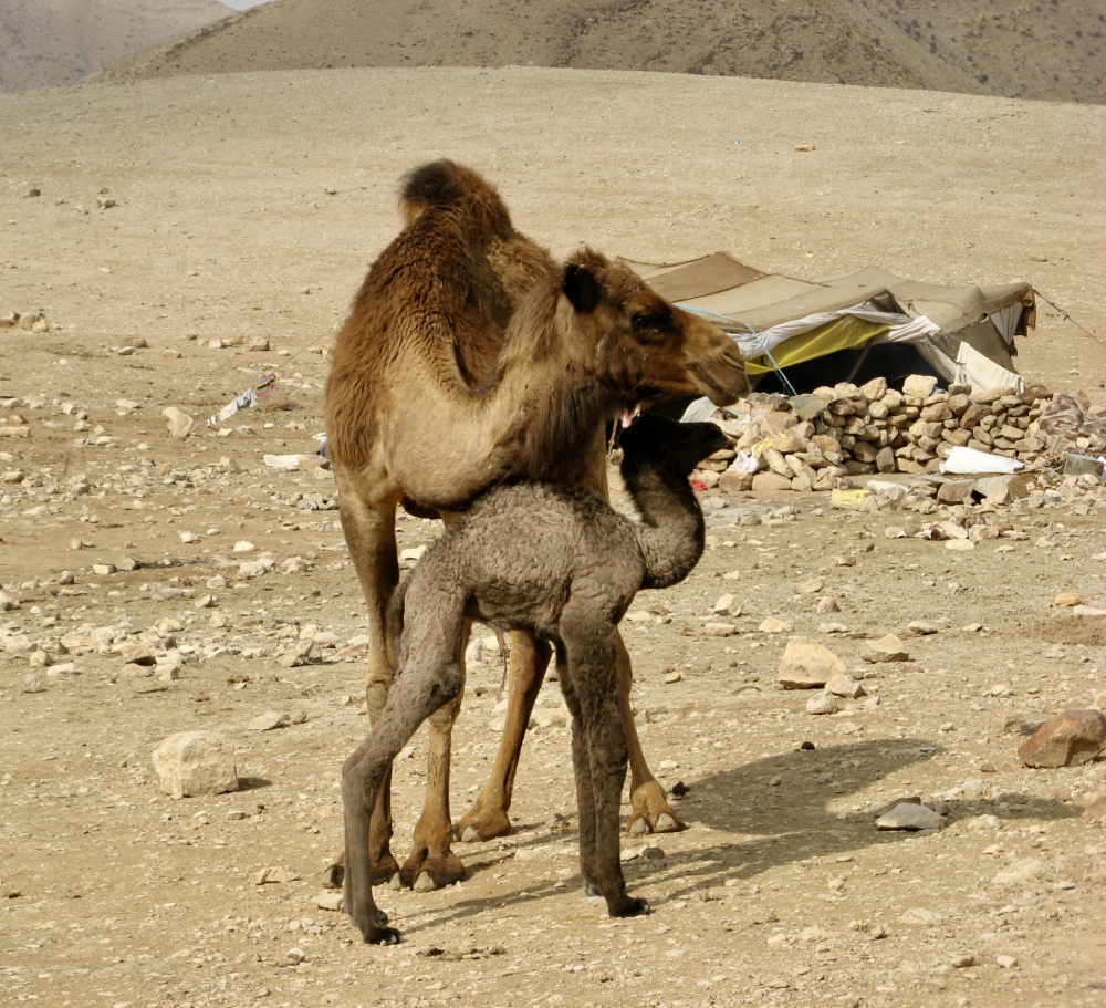 Mother camel and her newborn baby near the tent of Bedoine caring for them in Judean Desert.