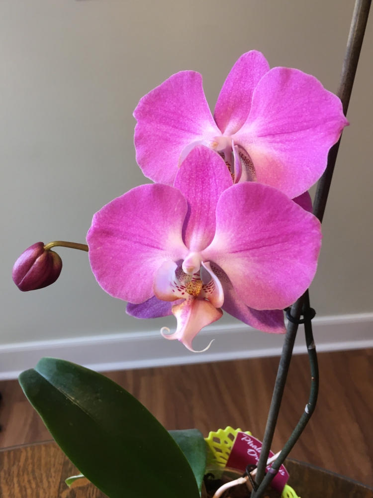 Two orchid blooms