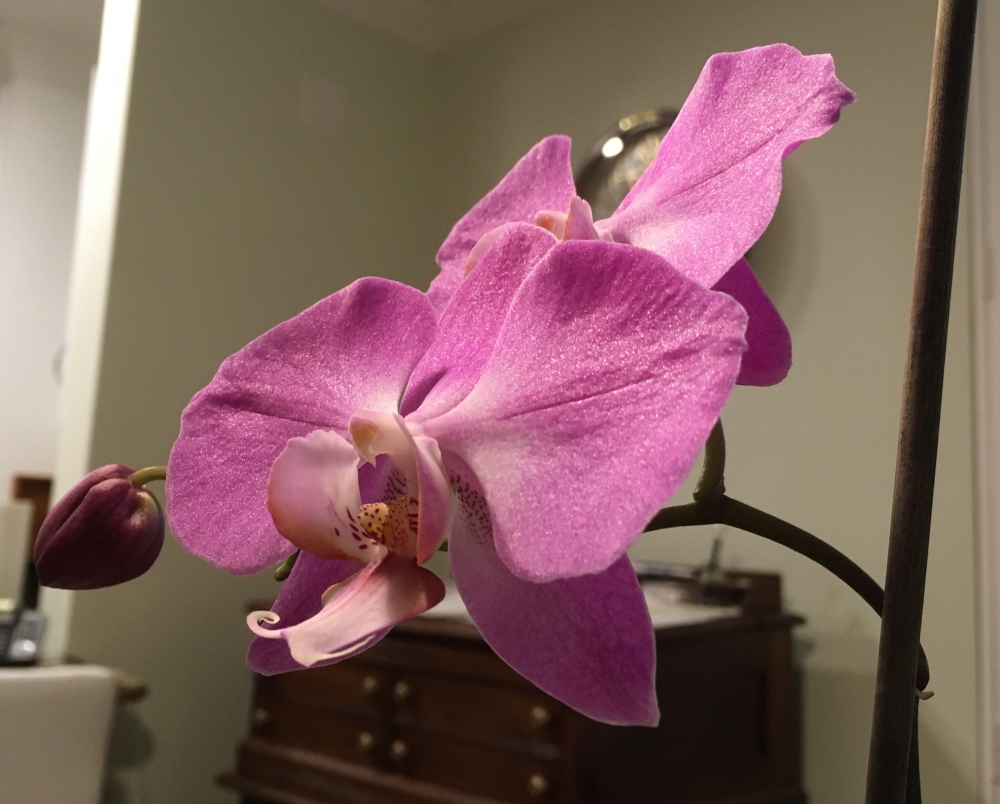 Close up of orchid bloom showing golden flecks on it.