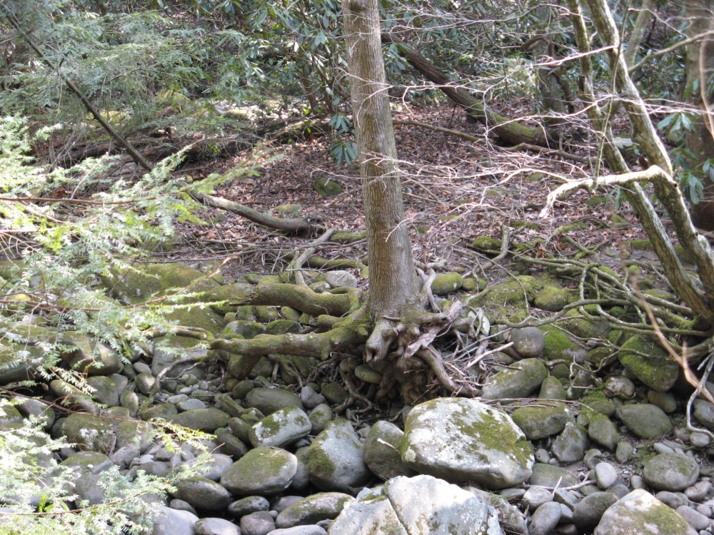 A small tree with its roots struggling to get in the ground because of numerous rocks.