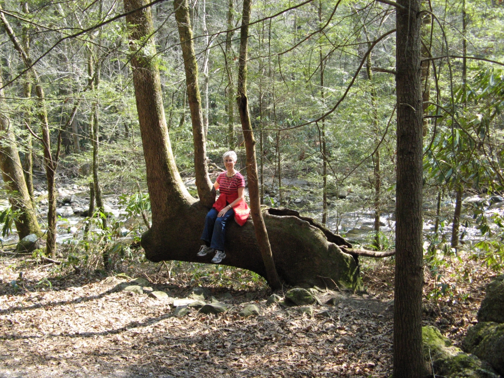 Woman sitting on a bent tree in the woods.