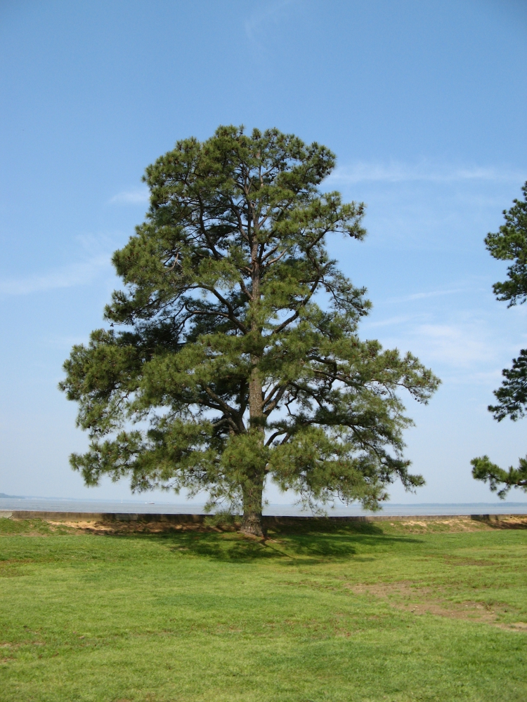 Tall stately tree at the edge of the ocean.