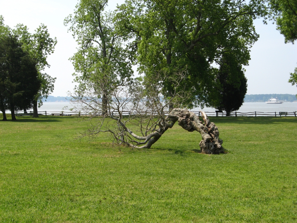 An extremely deformed tree that makes a u-turn to the ground and then back up.