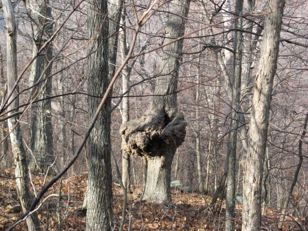 A view of the woods with one tree trunk having a large growth on it.