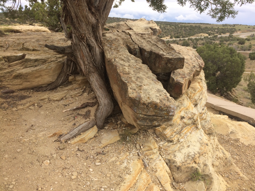 An older tree trying to grow roots into a rock.