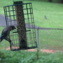 Picture of a bird at a wire feeder.