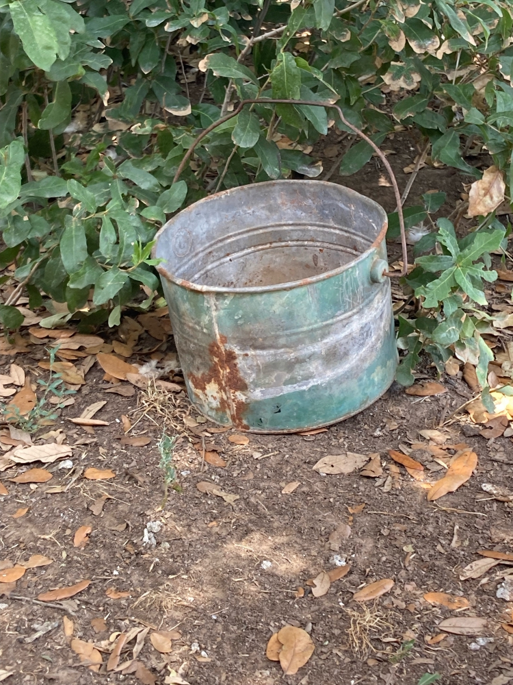 Beat up metal bucket next to a shrub in the sunshine.