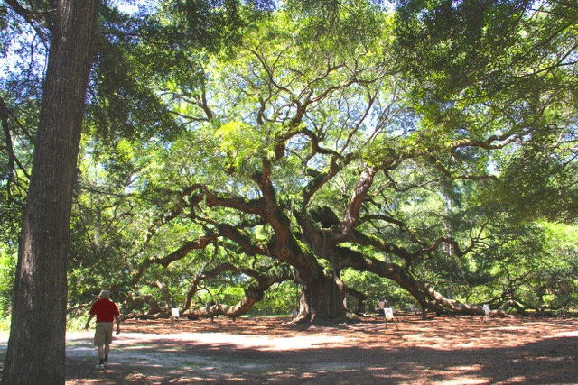 The large twisting branches of the Angel Oak Tree from a distance.