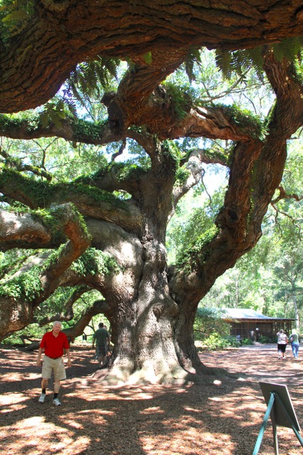 Elderly man standing beside the very large tree trunk of Angel Oak with huge limbs spiraling in all directions.